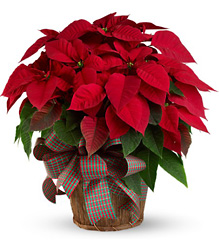 Large Red Poinsettia from Gilmore's Flower Shop in East Providence, RI
